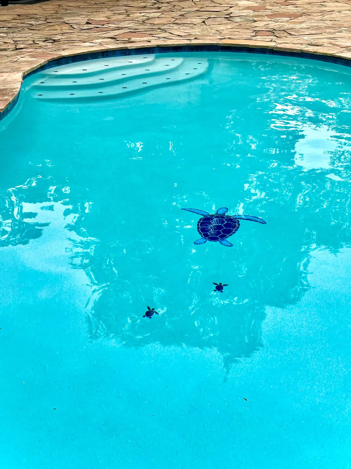 Close view of bright blue pool water over white plaster with dark blue turtle mosaic tiles